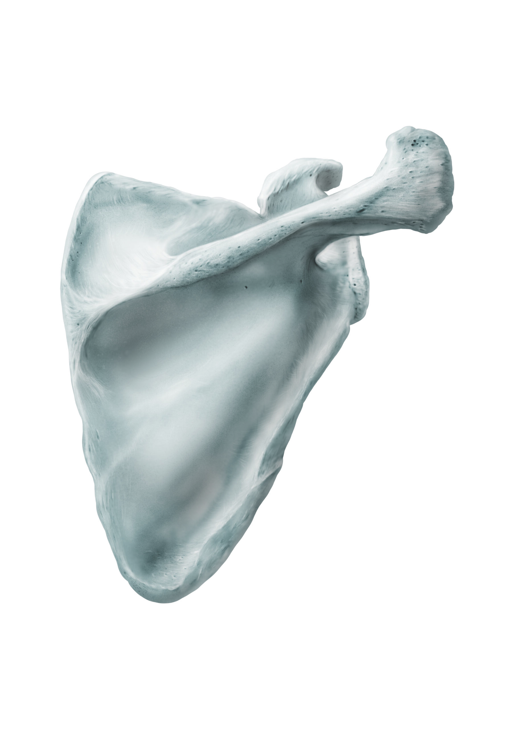 Scapula illustration in Photoshop